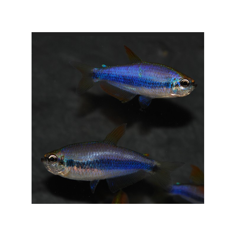 Inpaichthys kerri (Tétra royal) 2 cm Inpaichthys kerri (Tétra royal) 2 cm