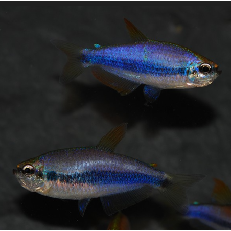 Inpaichthys kerri (Tétra royal) 2 cm