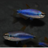 Inpaichthys kerri (Tétra royal) 2 cm