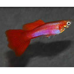 Poecilia reticulata femelle (Guppy femelle) rouge lumineux 3 cm