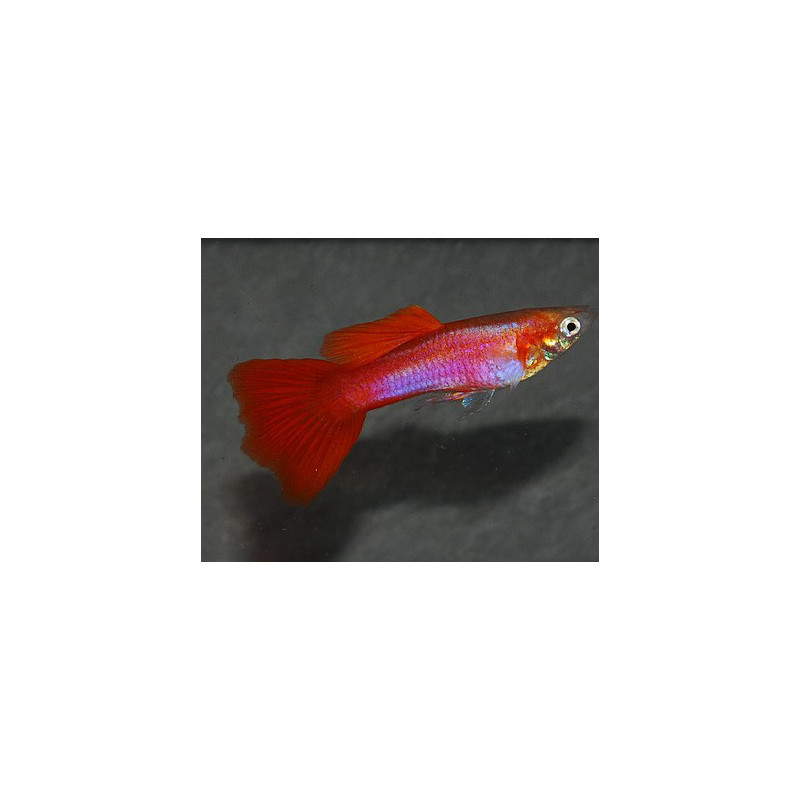 Poecilia reticulata femelle (Guppy femelle) rouge lumineux 3 cm