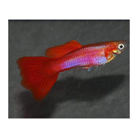 Poecilia reticulata femelle (Guppy femelle) rouge lumineux 3 cm