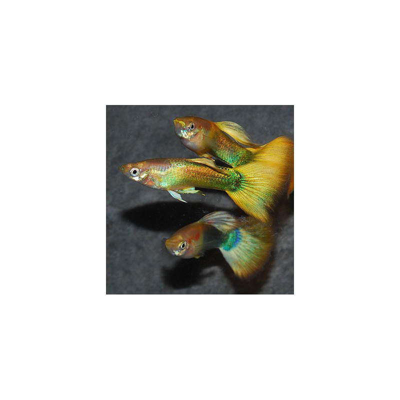 Poecilia reticulata femelle (Guppy femelle) german yellow 3,5 cm