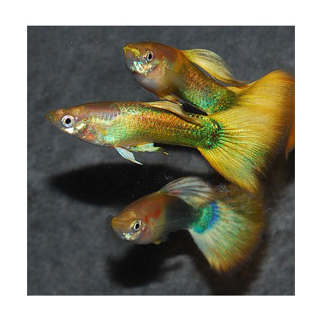 Poecilia reticulata femelle (Guppy femelle) german yellow 3,5 cm