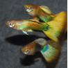 Poecilia reticulata femelle (Guppy femelle) german yellow 3,5 cm