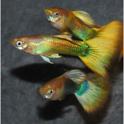 Poecilia reticulata femelle (Guppy femelle) german yellow 2,5 cm
