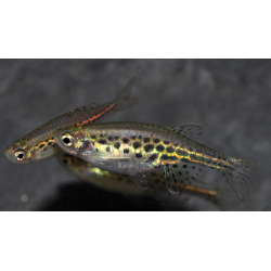 Danio tinwini 2 cm - ELEVAGE