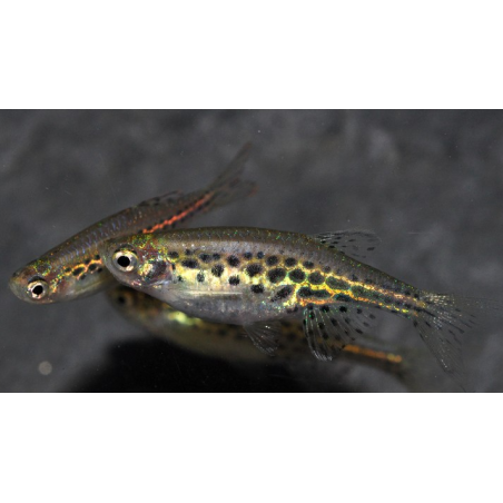Danio tinwini 2 cm - ELEVAGE