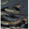Danio tinwini 2 cm - ELEVAGE