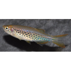 Danio kyathit 3 cm (s)