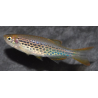 Danio kyathit 3 cm (s)