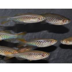Danio kyathit 3 cm (s)