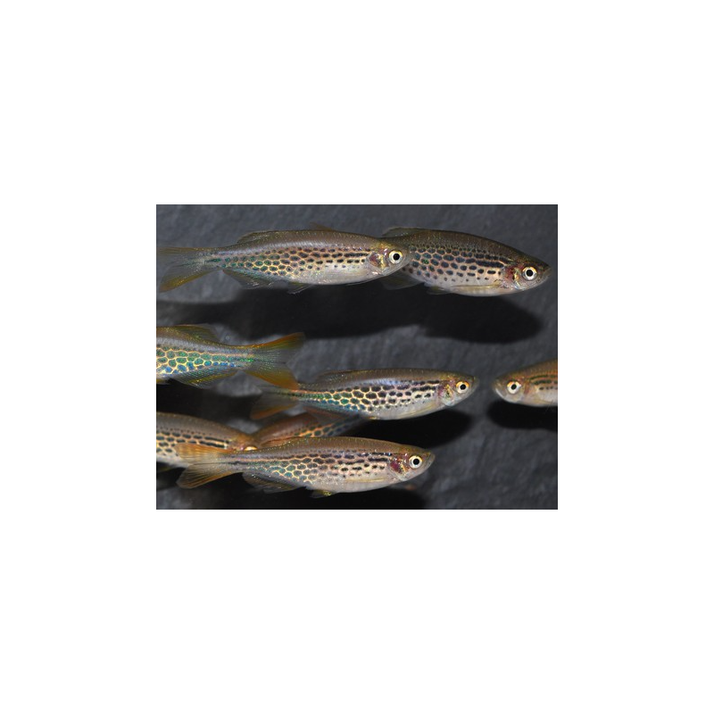 Danio kyathit 3 cm (s)