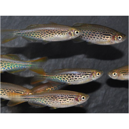 Danio kyathit 3 cm (s)