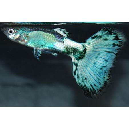 poecilia-reticulata-femelle-guppy-femelle-bleue-lectrique-3-5-cm