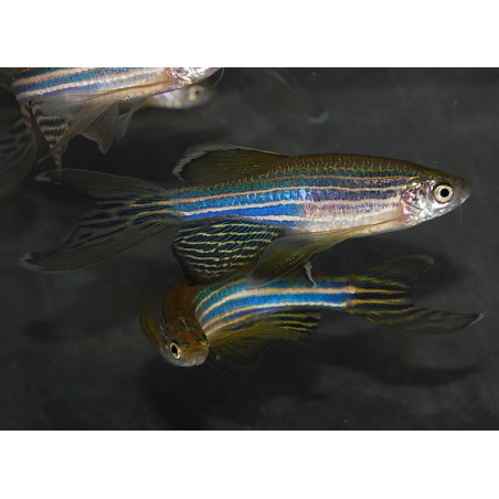 Brachydanio rerio voile 3,5 cm