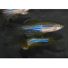 Brachydanio rerio voile 3,5 cm