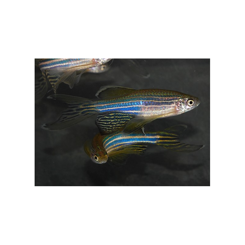 Brachydanio rerio voile 3 cm Brachydanio rerio voile 3 cm