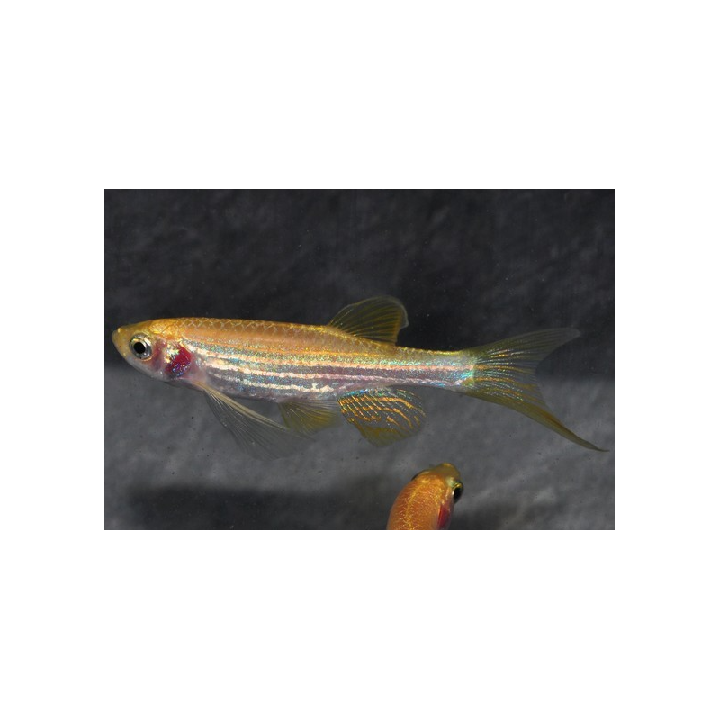 Brachydanio rerio doré voile 3,5 cm