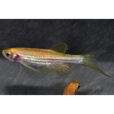 Brachydanio rerio doré voile 3,5 cm