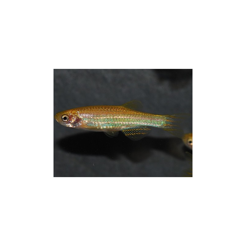 Brachydanio rerio doré 3,5 cm