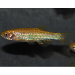 Brachydanio rerio doré 3 cm