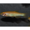 Brachydanio rerio doré 3 cm