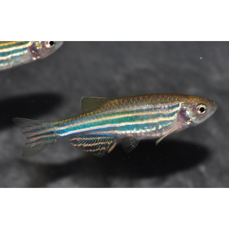 Brachydanio rerio 3 cm