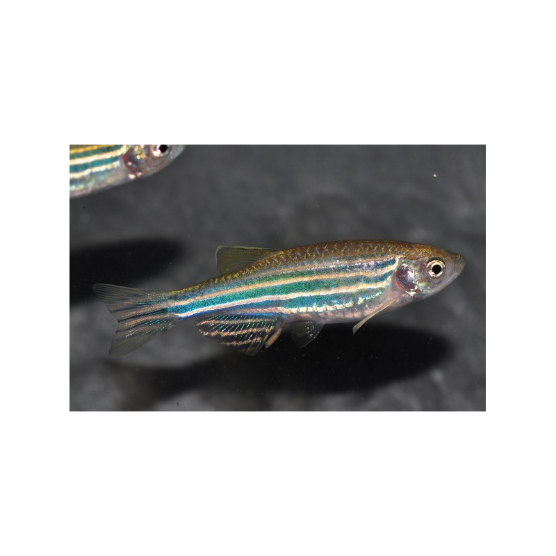 Brachydanio rerio 2,5 cm Brachydanio rerio 2,5 cm