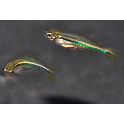 Brachydanio nigrofasciatus 2 cm (s)