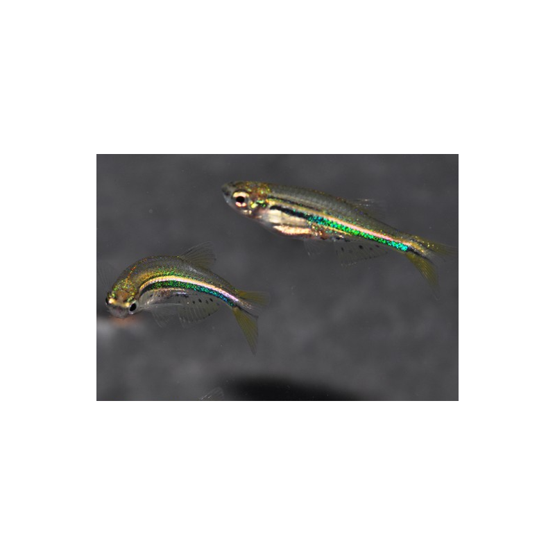 Brachydanio nigrofasciatus 2 cm (s)