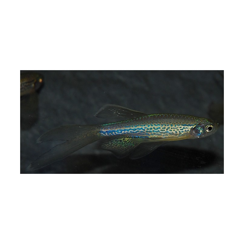 Brachydanio frankei voilé 3 cm Brachydanio frankei voilé 3 cm