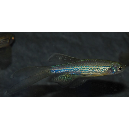 Brachydanio frankei voilé 3 cm