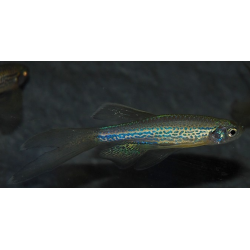 Brachydanio frankei voilé 2,5 cm