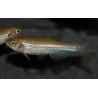 Brachydanio frankei 3,5 cm