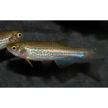 Brachydanio frankei 3 cm