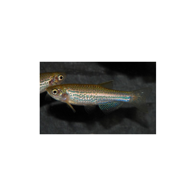 Brachydanio frankei 2,5 cm Brachydanio frankei 2,5 cm
