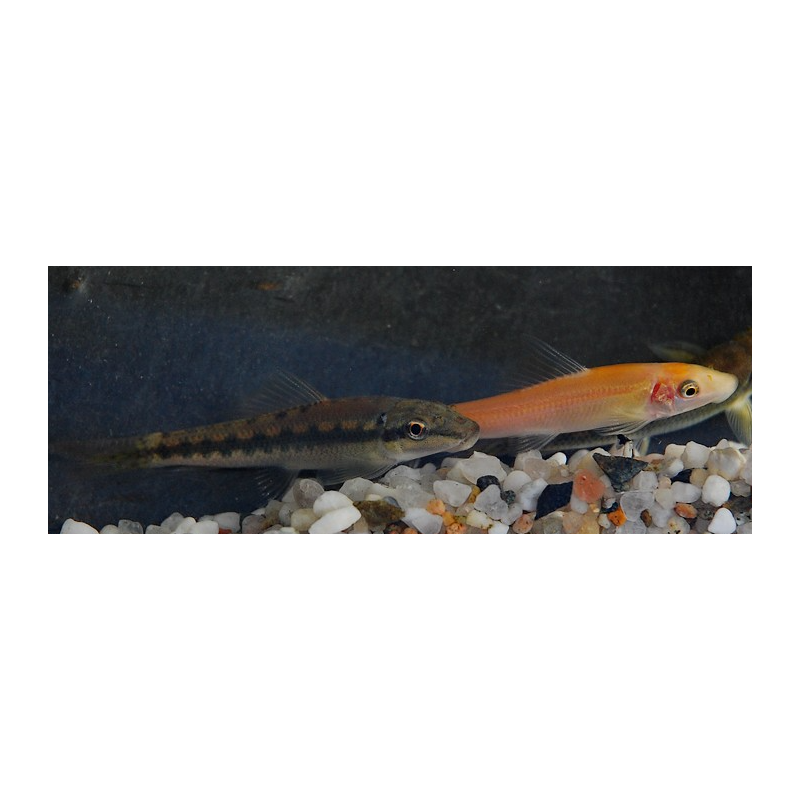 Gyrinocheilus aymonieri doré 4-4,5 cm Gyrinocheilus aymonieri doré 4-4,5 cm