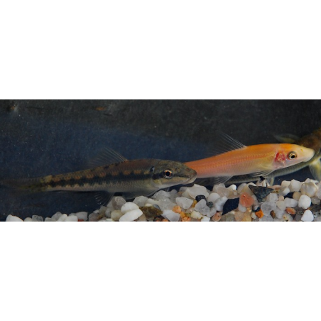 Gyrinocheilus aymonieri doré 4-4,5 cm