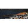 Gyrinocheilus aymonieri doré 4-4,5 cm