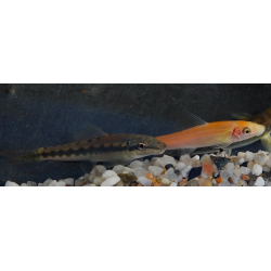 Gyrinocheilus aymonieri doré 3,5 cm