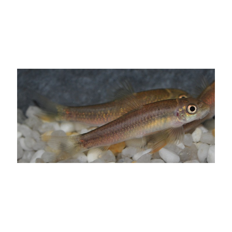 Garra rufa (Poisson Docteur) 3,5 cm