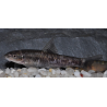 Garra rufa (Poisson Docteur) 3,5 cm
