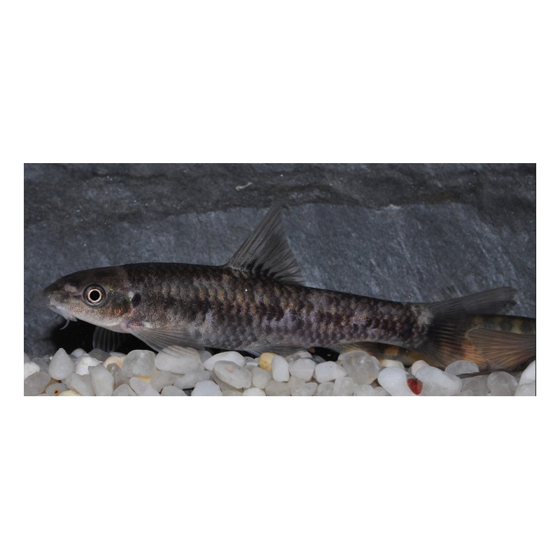 Garra rufa (Poisson Docteur) 4-4,5 cm