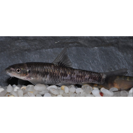 Garra rufa (Poisson Docteur) 4-4,5 cm