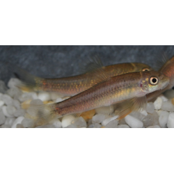 Garra rufa (Poisson Docteur) 4-4,5 cm