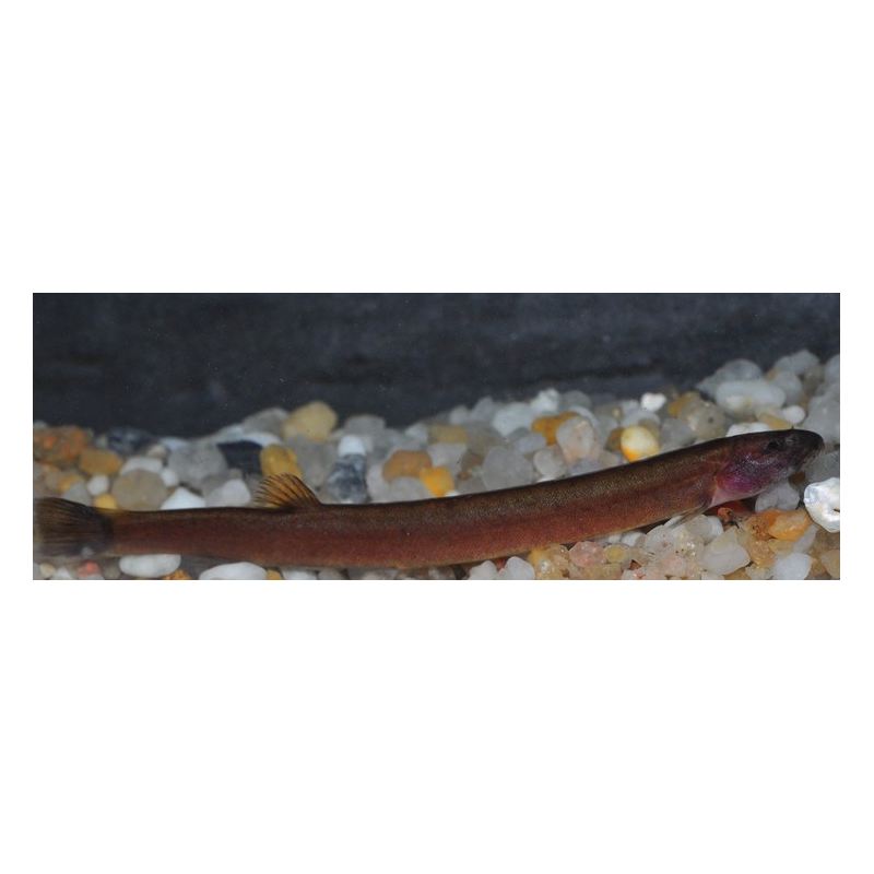 Pangio oblonga (Pangio javanicus) 5-5,5 cm (s)