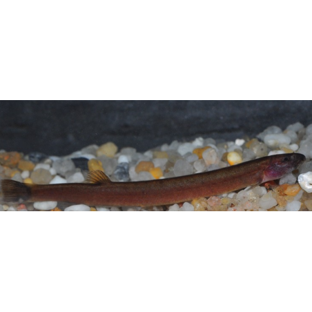 Pangio oblonga (Pangio javanicus) 5-5,5 cm (s)