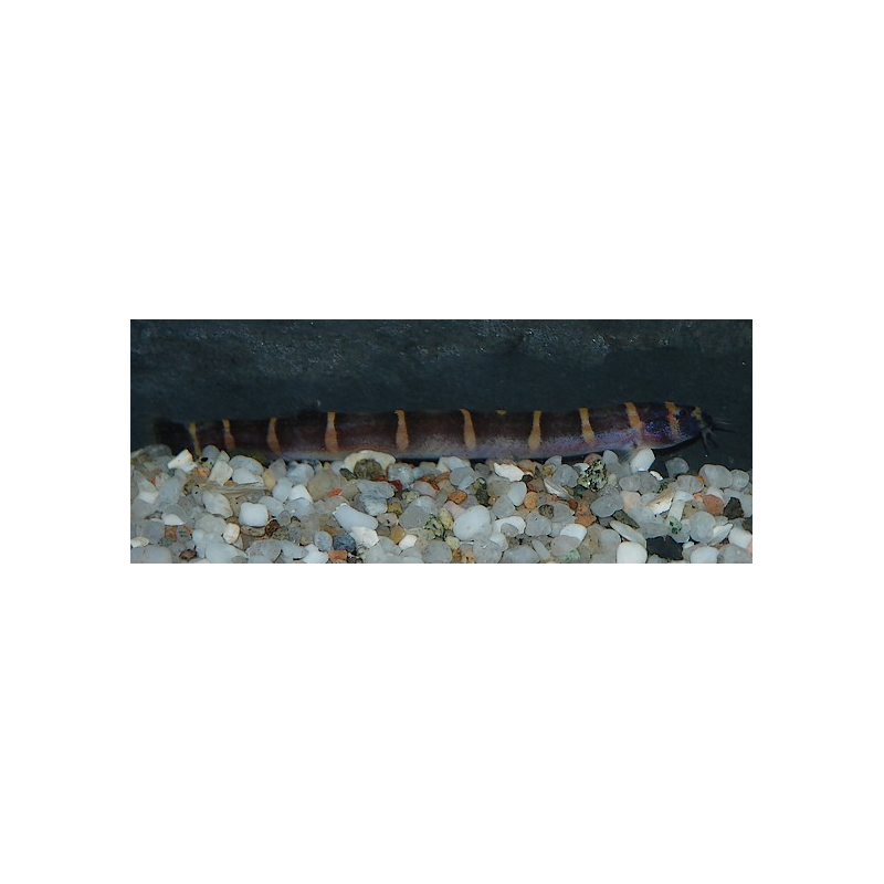 Pangio kuhli myersi (Acanthophtalmus kuhli myersi) 4-4,5 cm (s)