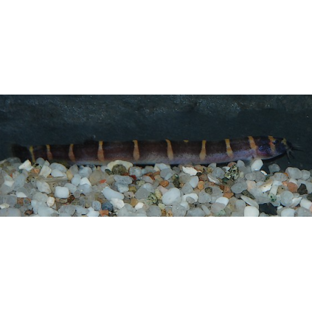Pangio kuhli myersi (Acanthophtalmus kuhli myersi) 4-4,5 cm (s)